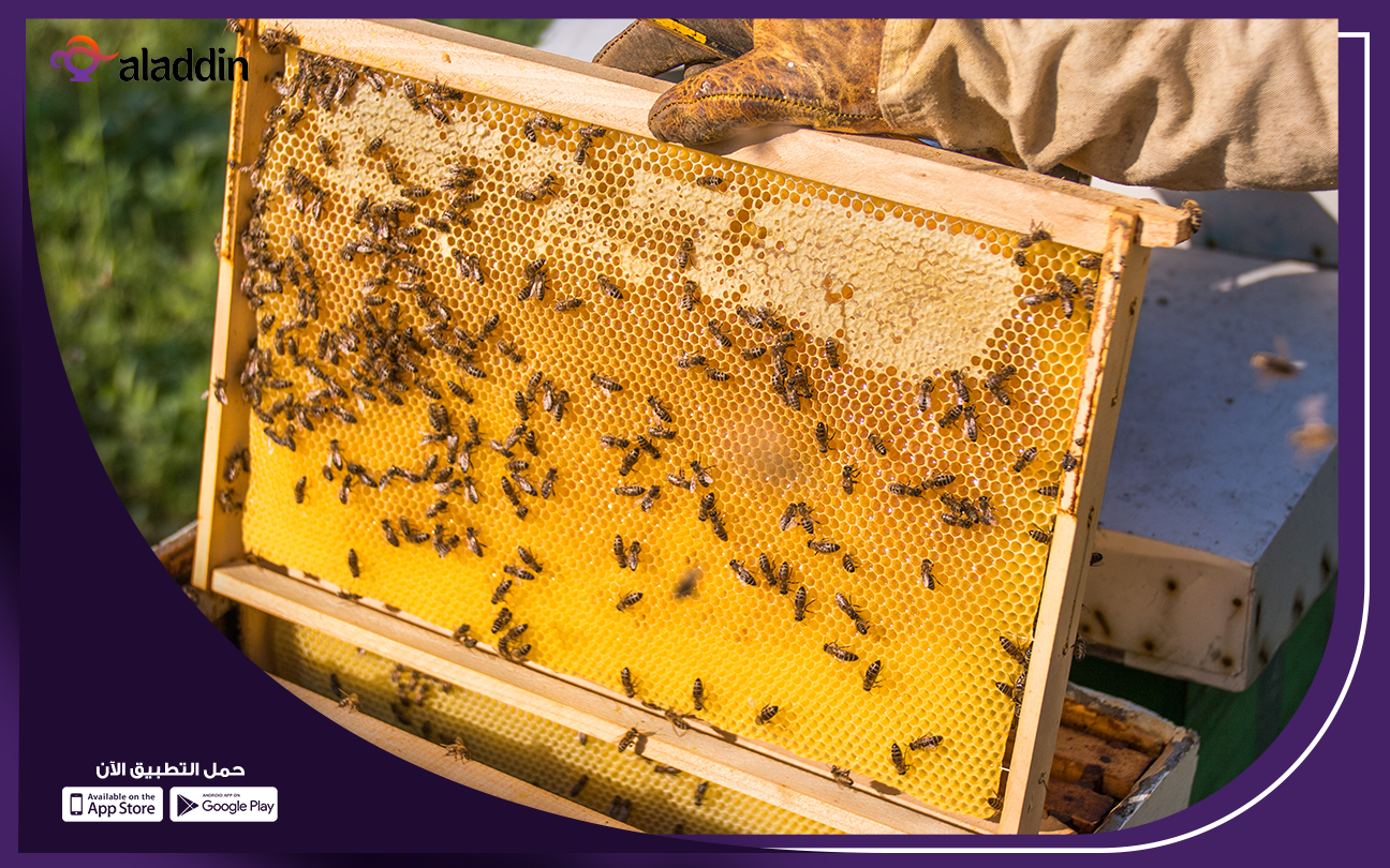 ما-هي-تكلفة-انشاء-منحل-عسل