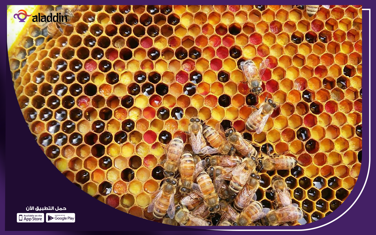 دراسة-جدوى-مشروع-تربية-النحل-و-إنتاج-العسل