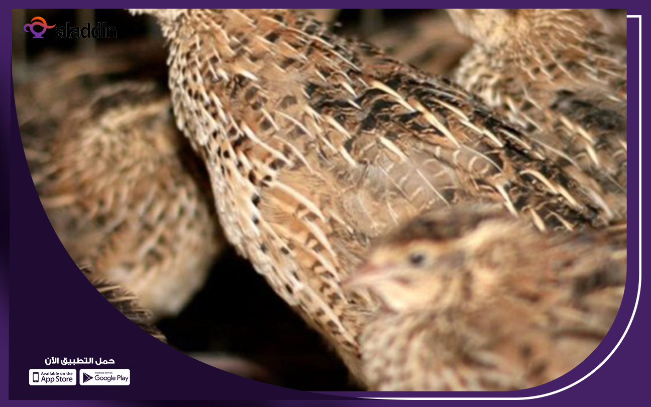مشروع-السمان-مربح