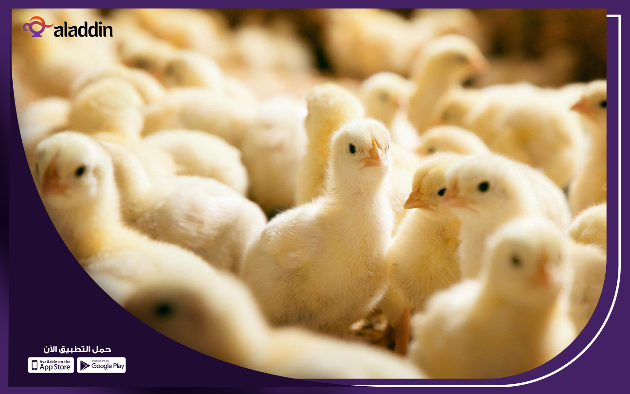 دراسة-جدوى-لمشروع-تربية-1000-كتكوت