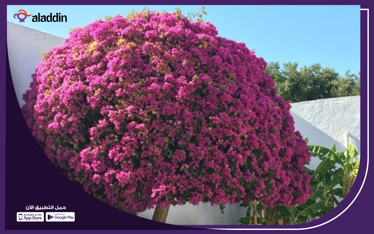 مشروع-محل-بيع-النباتات-الداخلية