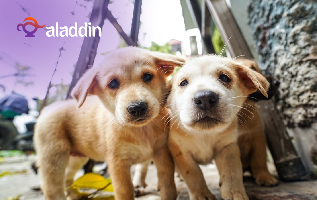 محلات حيوانات اليفه